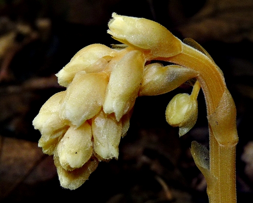 {Hypopitys monotropa}